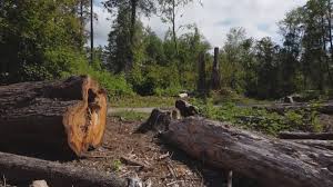 Trusted Royal City, WA Tree Care Experts