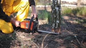 Best Tree Trimming and Pruning  in Royal City, WA