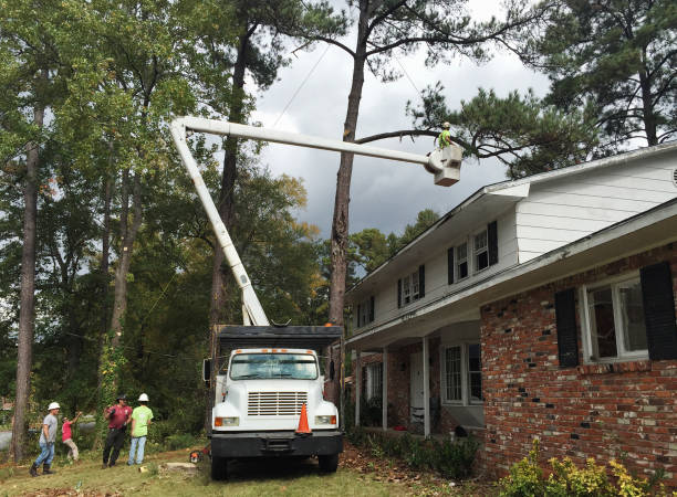 Best Tree Maintenance Programs  in Royal City, WA